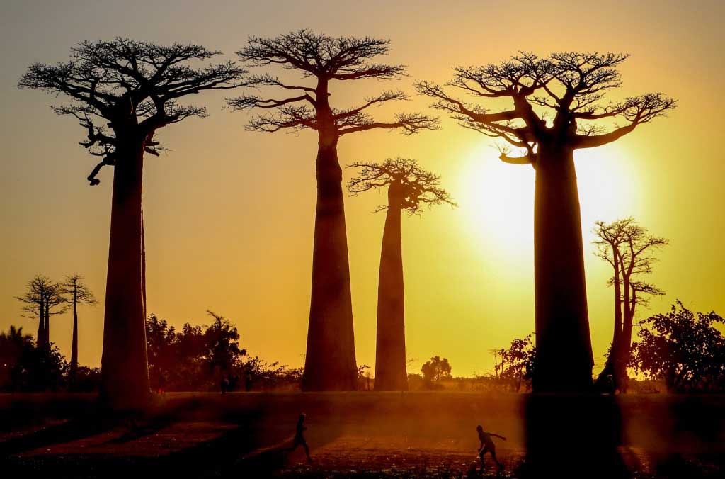 Baobab trees at sunset in Madagascar