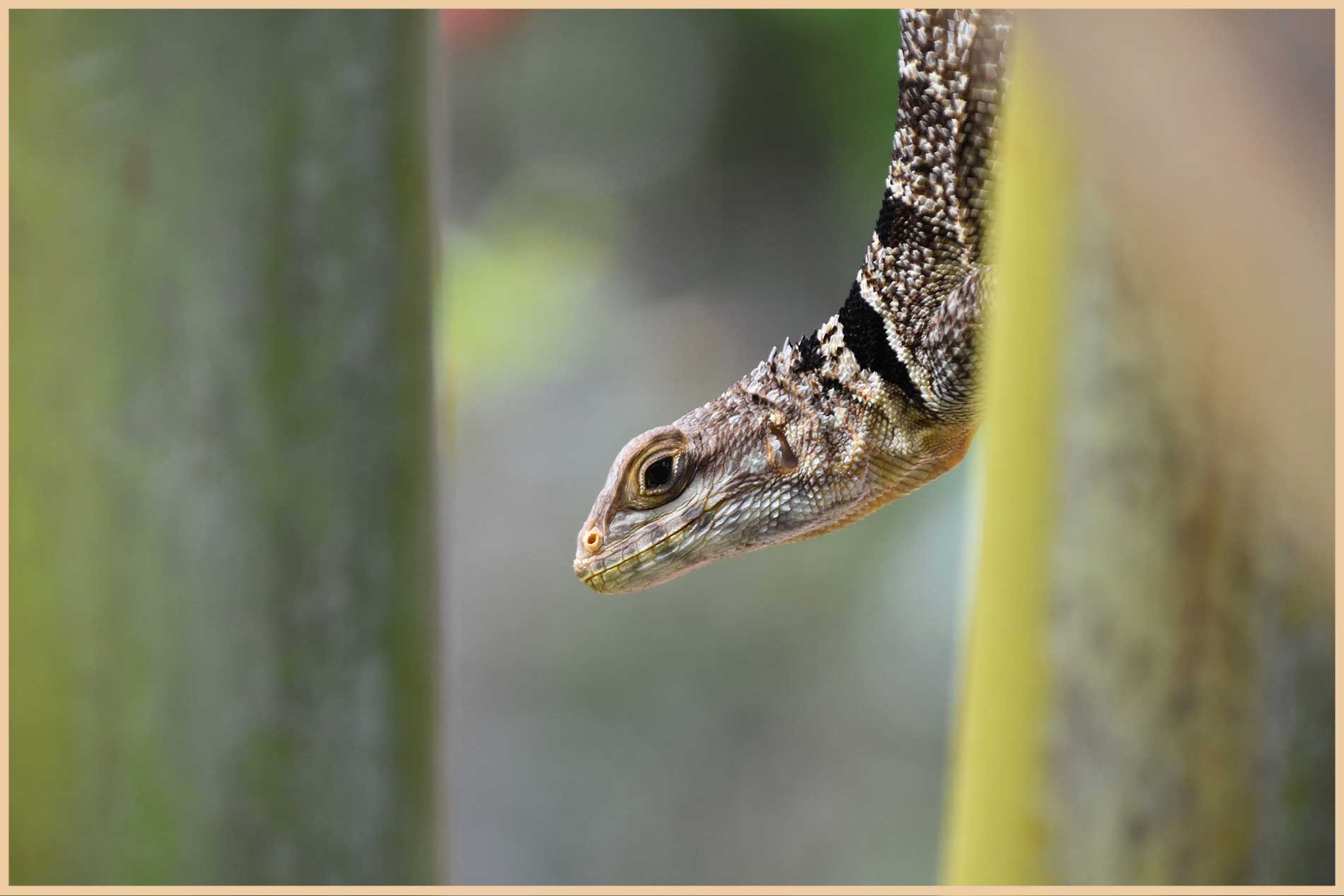 Madagascar gecko in rainforest
