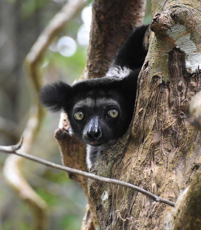 Indri lemur in Madagascar