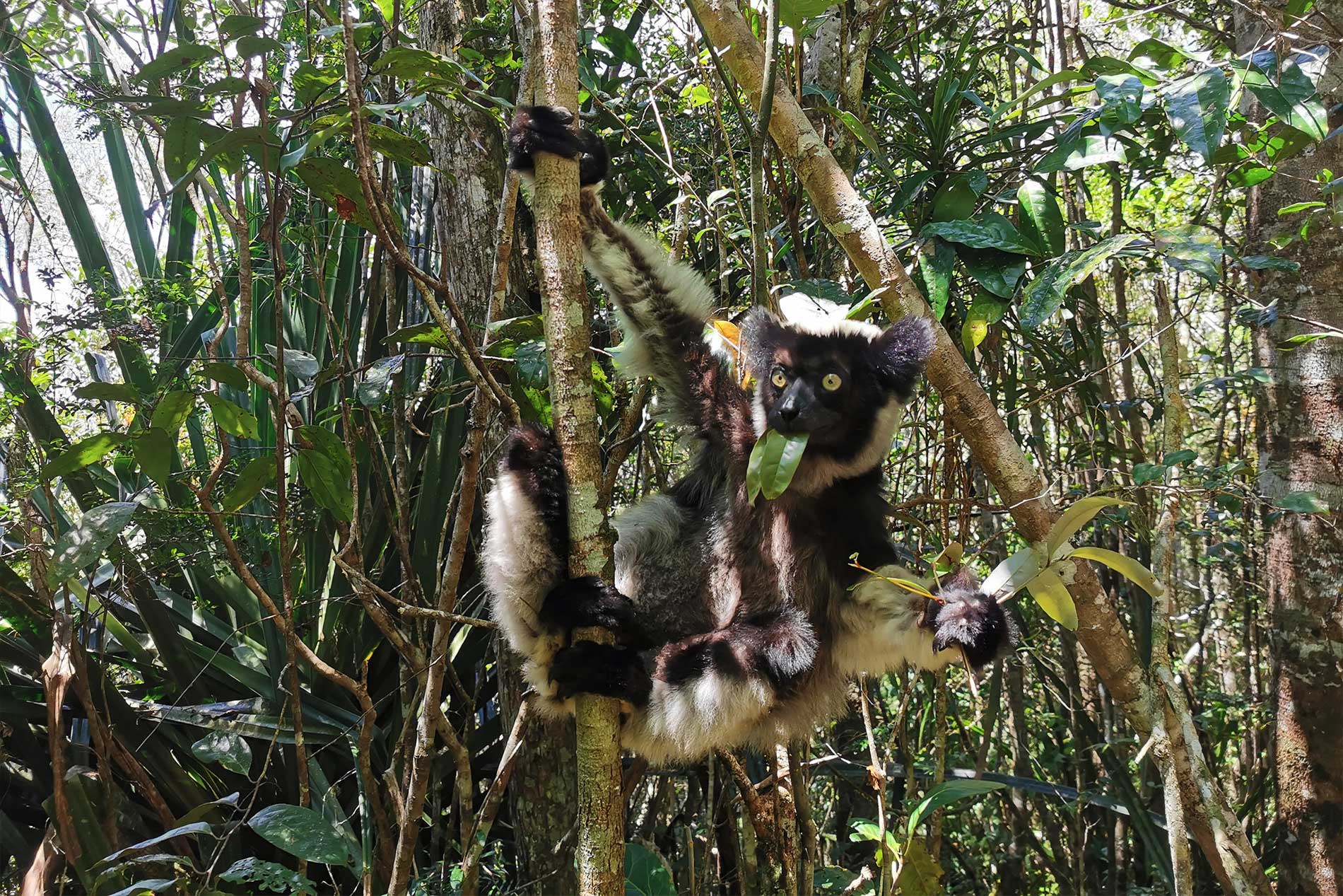 Indri Indri lemur in Madagascar rainforest