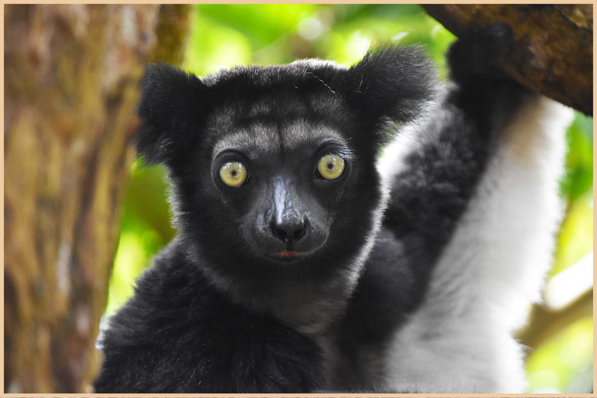 Indri Indri lemur close-up