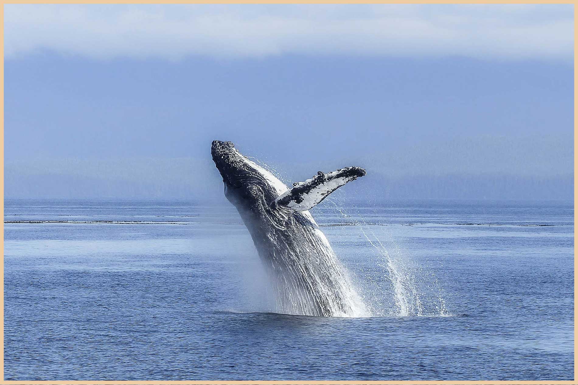 Humpback whale breaching near St. Marie